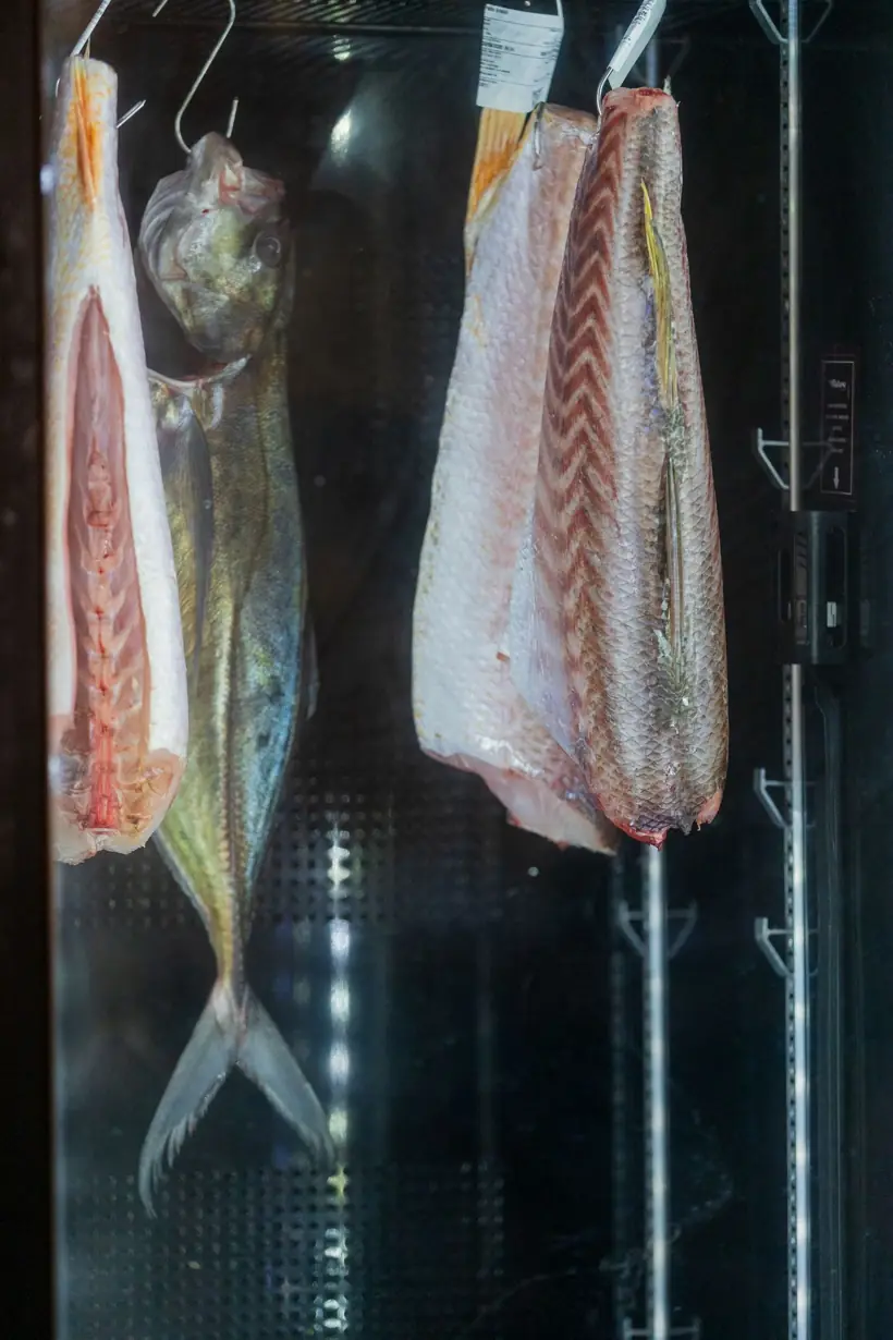 Peixes na câmara à vista